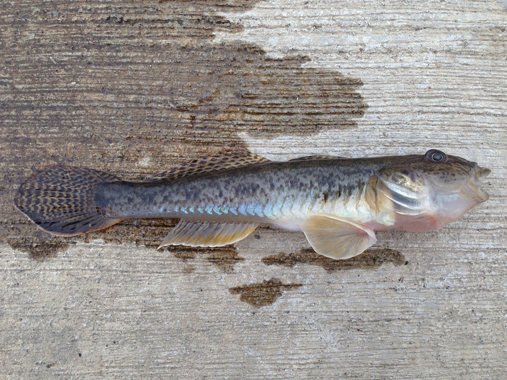 マハゼ フィッシュズカン