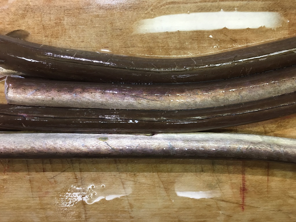 ダイナンウミヘビを食う フィッシュズカン