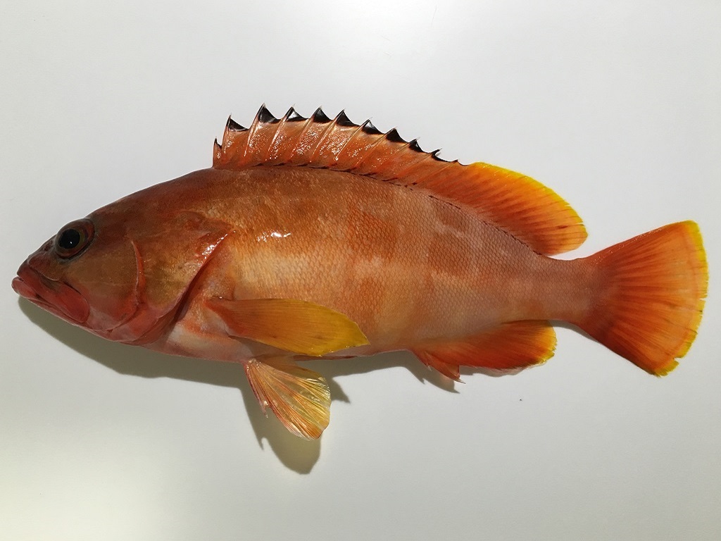 アカハタ フィッシュズカン