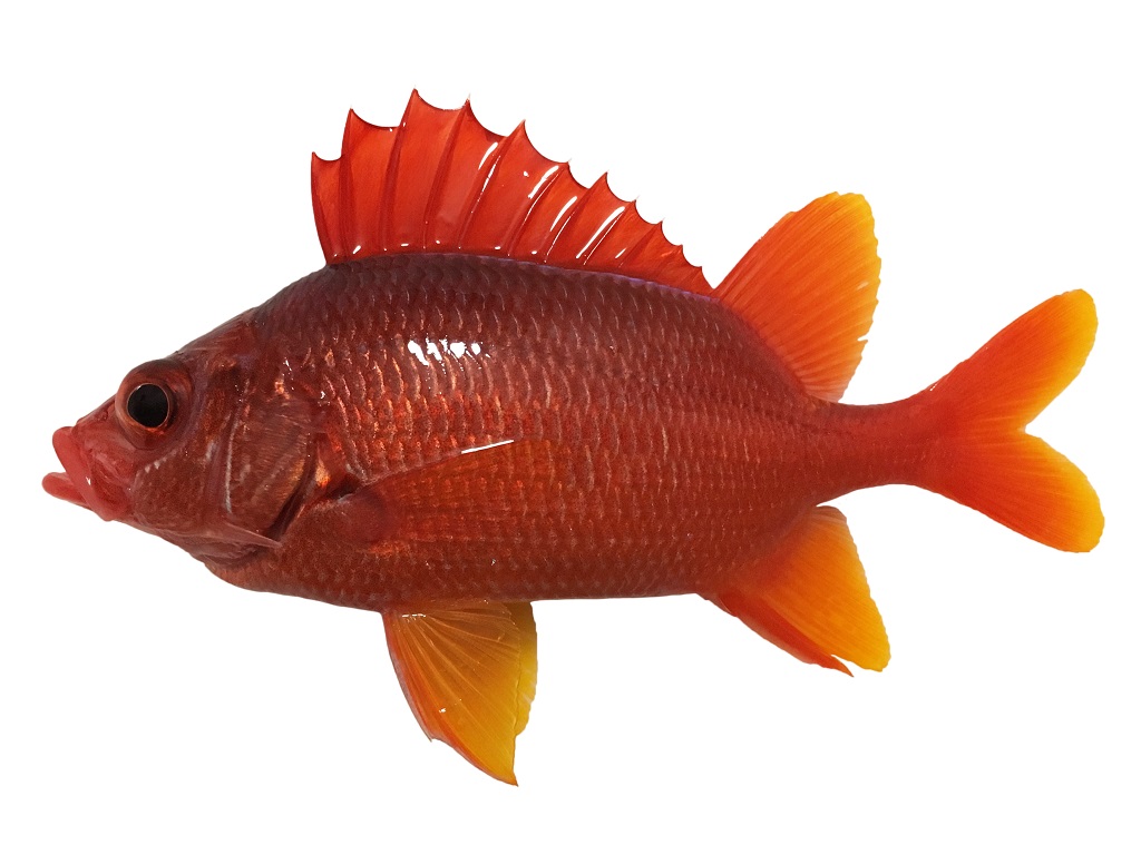 トガリエビス フィッシュズカン