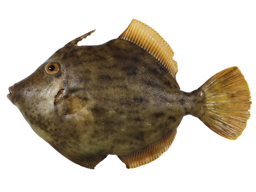 カワハギ フィッシュズカン