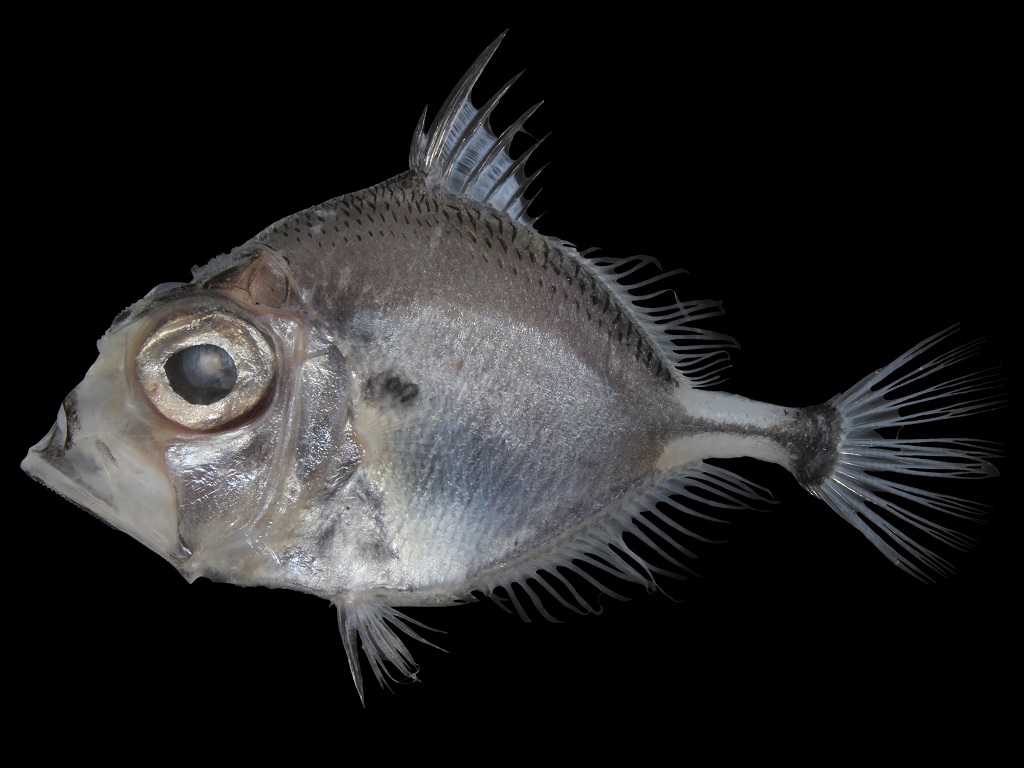 アオマトウダイ フィッシュズカン アオマトウダイ フィッシュズカン