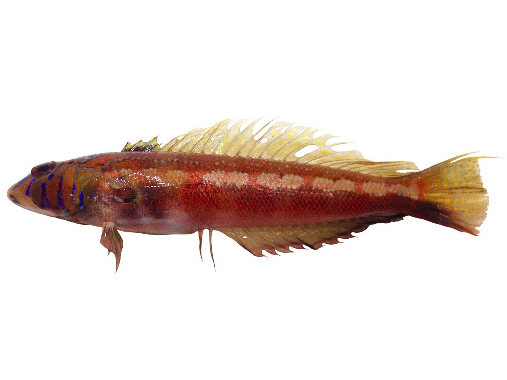 トラギス フィッシュズカン