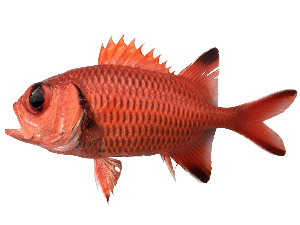 ナミマツカサ フィッシュズカン