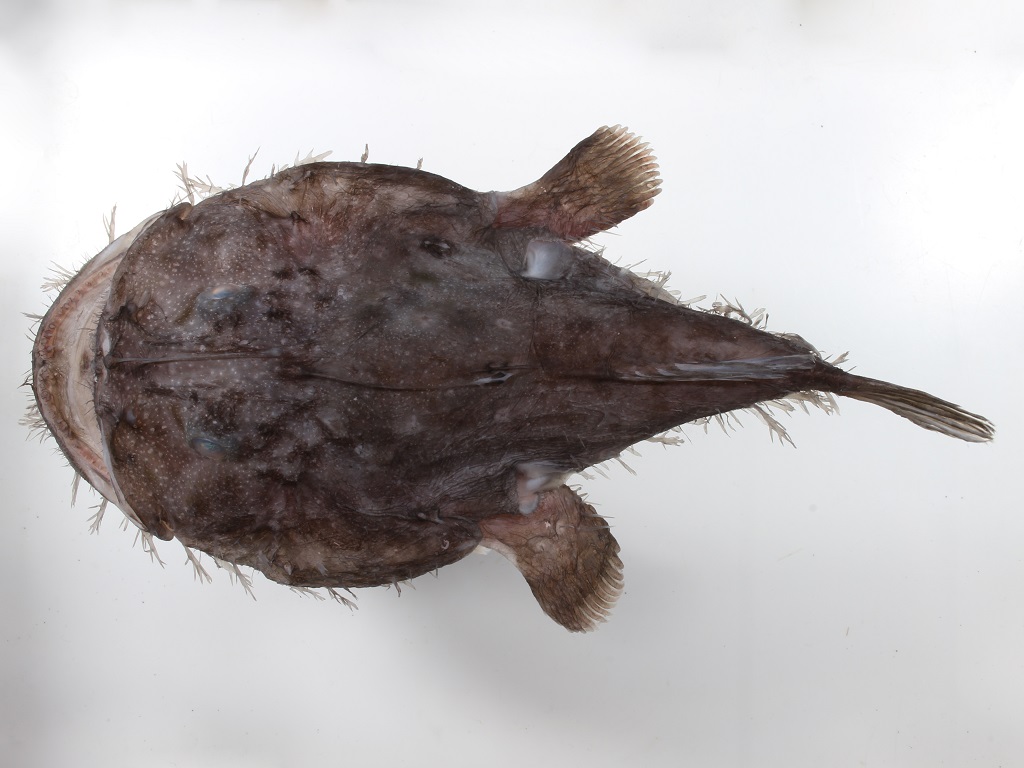 エンドウヒメアンコウ フィッシュズカン