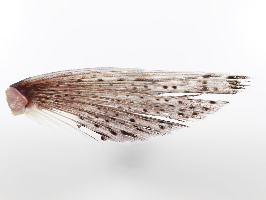 アカトビ フィッシュズカン