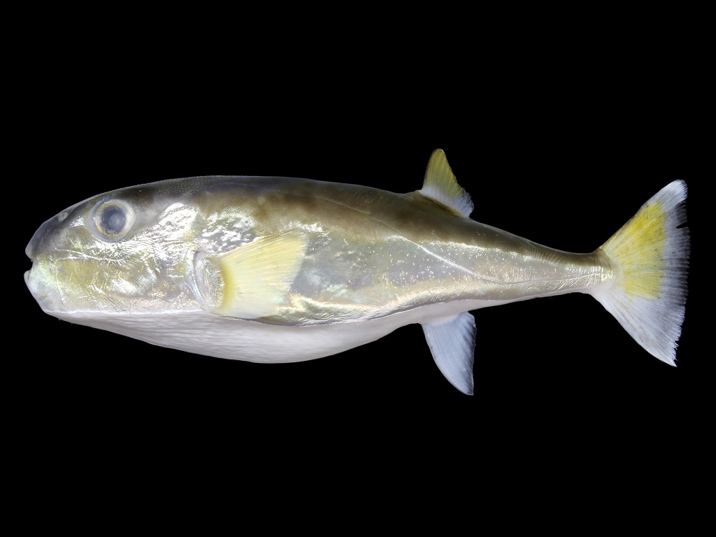 シロサバフグ フィッシュズカン