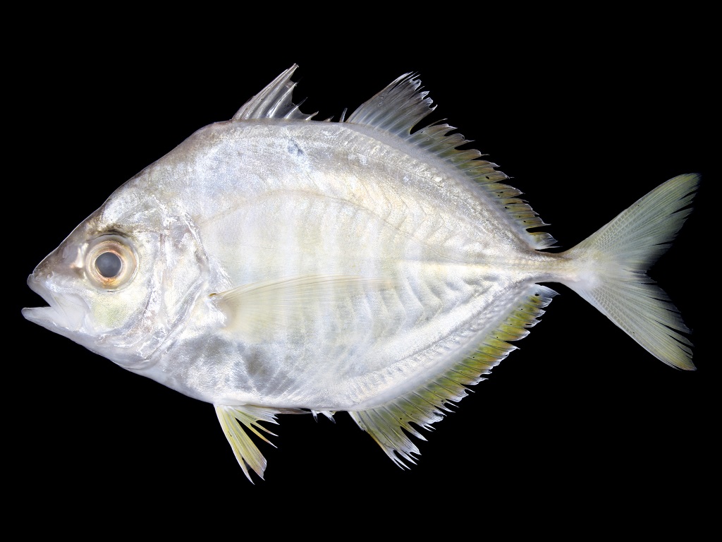 カイワリ Kaiwarinus equula (Temminck and Schlegel, 1844)