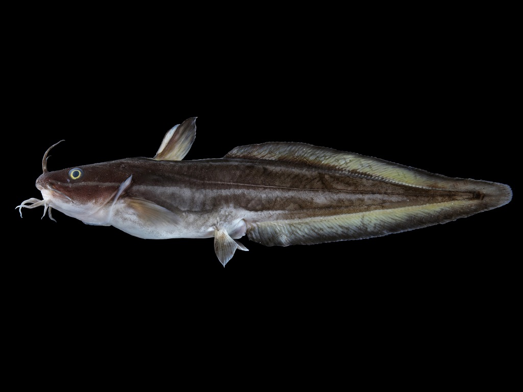 ゴンズイ フィッシュズカン